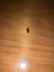 Armadillidium vulgare