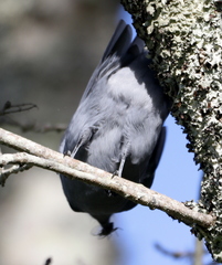 Coracina caesia pura