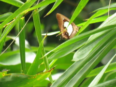 Polyura hebe plautus