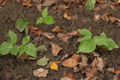 Pinellia pedatisecta