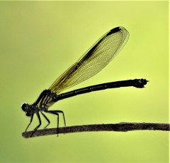 Euphaea decorata