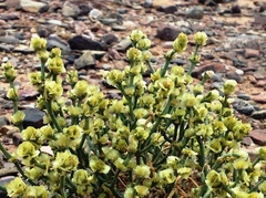 Anabasis brevifolia