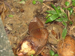 Elymnias hypermnestra beatrice