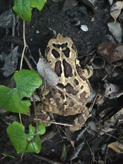 Sclerophrys pardalis
