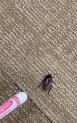 Periplaneta fuliginosa