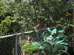 Cardinalis cardinalis