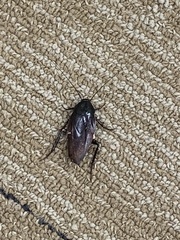 Periplaneta fuliginosa