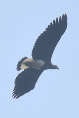 Haliaeetus ichthyaetus