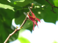 Camacinia gigantea