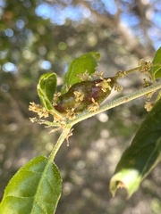 Callirhytis congregata