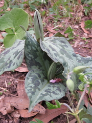 Trillium