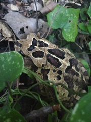 Sclerophrys pardalis