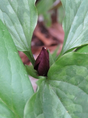 Trillium