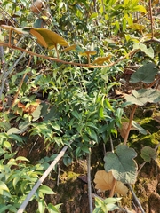 Coptosapelta diffusa