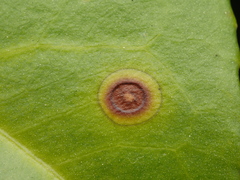 Wilsonomyces carpophilus