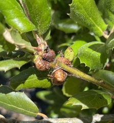 Callirhytis carmelensis