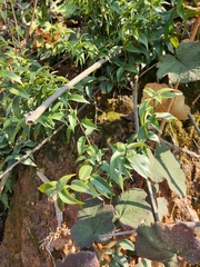 Coptosapelta diffusa