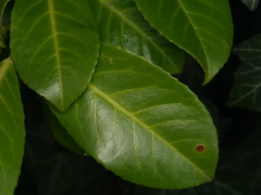 Wilsonomyces carpophilus