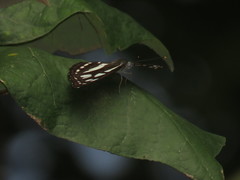 Phaedyma columella singa