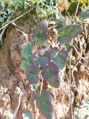 Rubus reflexus