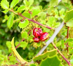 Plagiotrochus quercusilicis