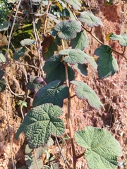 Rubus reflexus