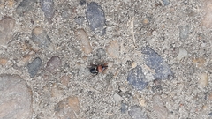 Prostemma sanguineum