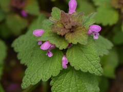 Lamium purpureum