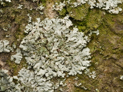 Phaeophyscia orbicularis