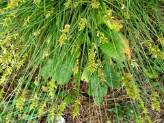 Carex leersii