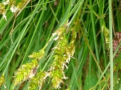 Carex leersii