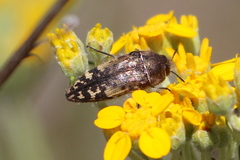 Acmaeodera connexa