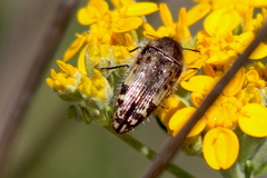 Acmaeodera connexa
