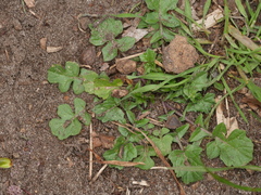 Magnoliopsida