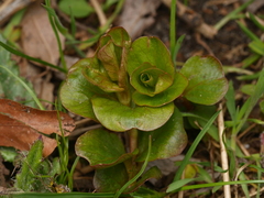 Lysimachia nummularia