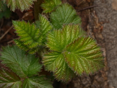 Rubus