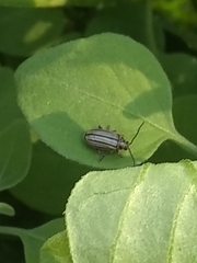 Disonycha bicarinata