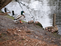 Anas platyrhynchos