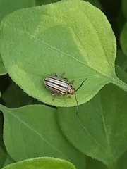 Disonycha bicarinata