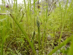Ornithogalum boucheanum