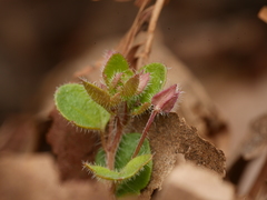 Veronica sublobata