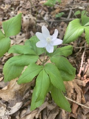 Anemonoides lancifolia