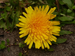 Taraxacum