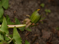 Taraxacum