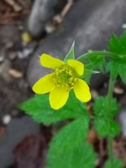 Geum urbanum