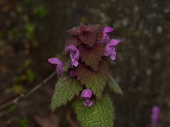 Lamium purpureum
