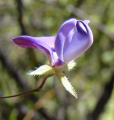 Psoralea asarina