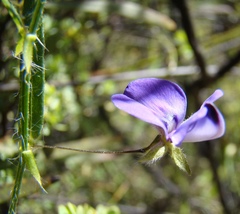 Psoralea asarina