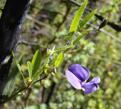 Psoralea asarina