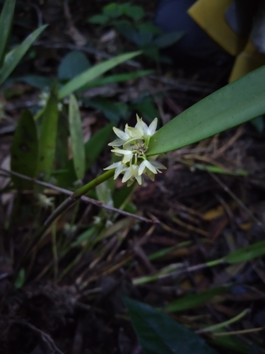 Crassifolia Orchid